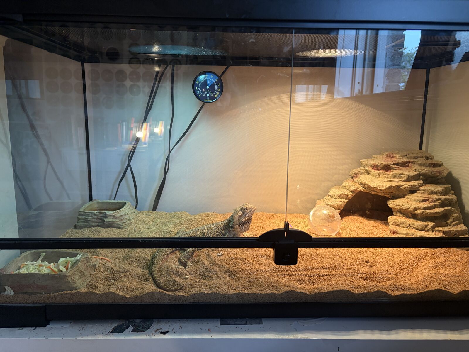 Free bearded dragon and cage