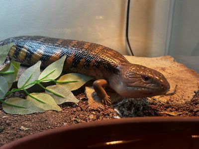 Northern blue tongued skink