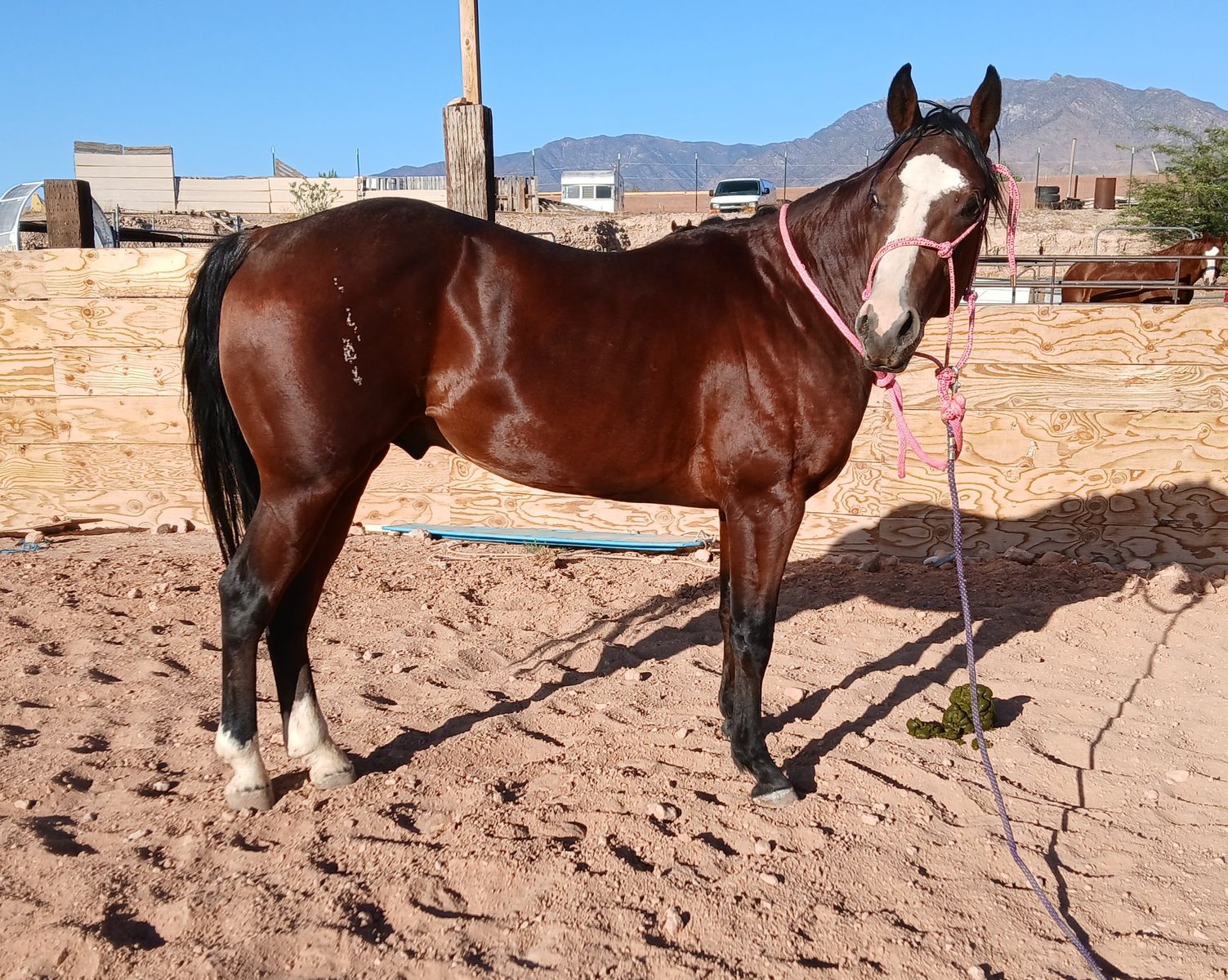 AQHA bay gelding
