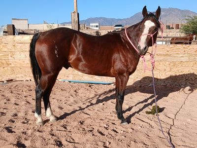 AQHA bay gelding