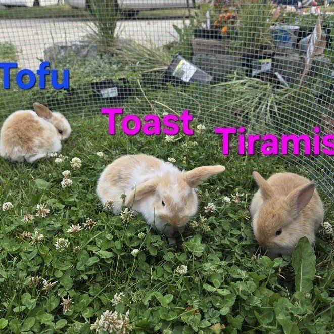 Holland lop babies for reservation