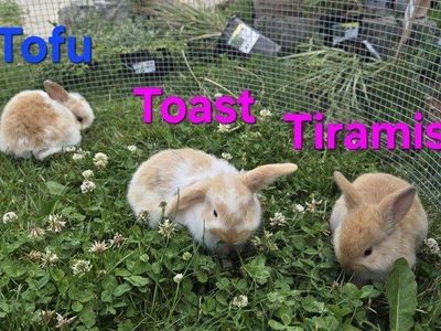 Holland lop babies for reservation