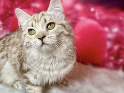 3 English Muffin teen kittens! • Bengal x Munchkin x British Shorthair