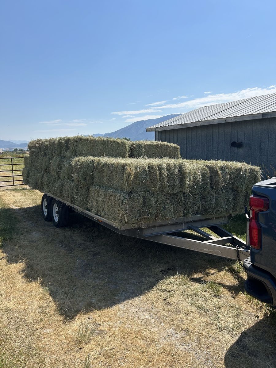 78 Bales fresh cut hay/grass. Bailed and on the trailer.