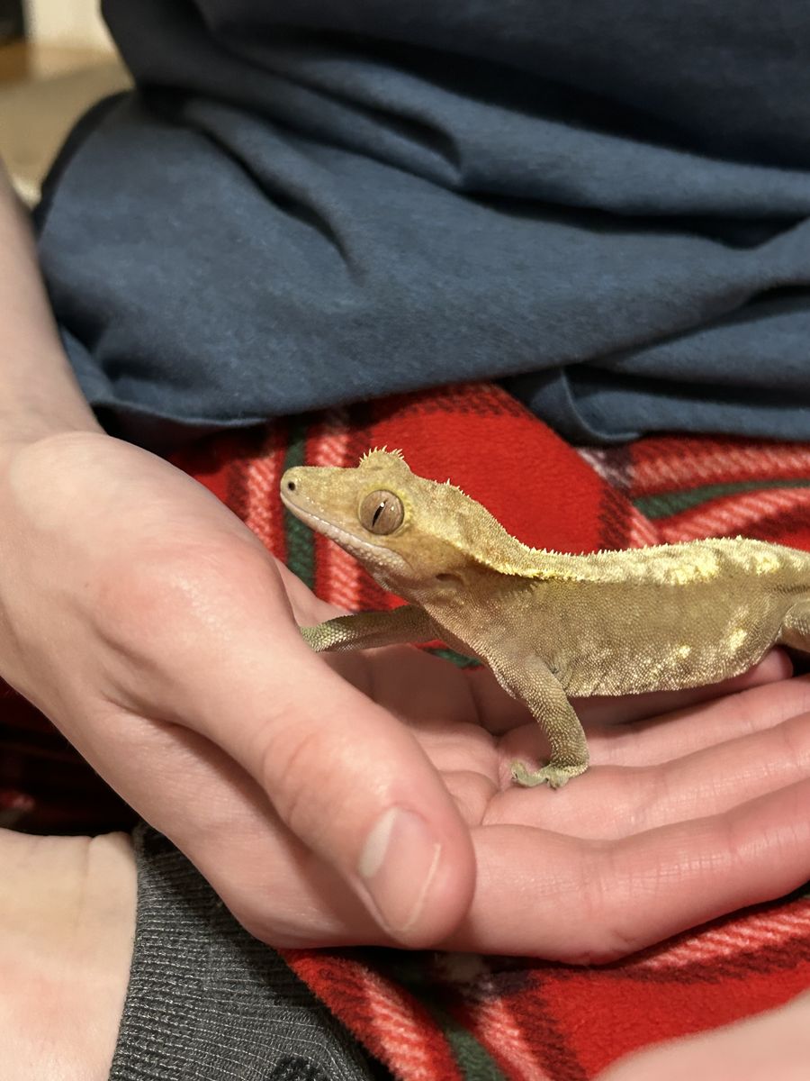 Female Crested Gecko, Tank & Supplies $175 OBO