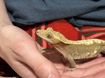 Female Crested Gecko, Tank & Supplies $175 OBO