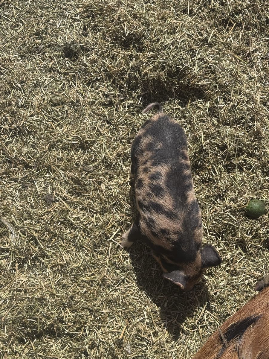 Kune Kune piglets for sale