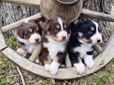 AKC Australian Shepherd Puppies