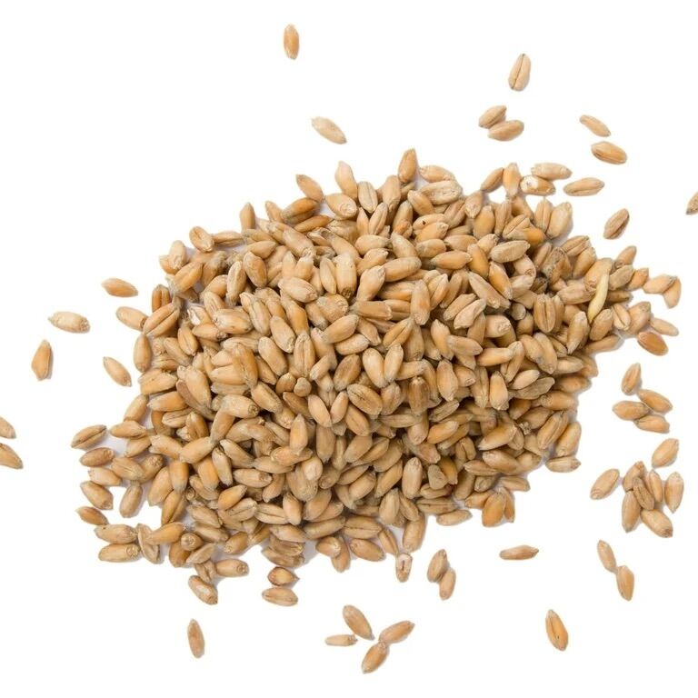 Hard Red Winter Wheat For Food Storage Or Feed