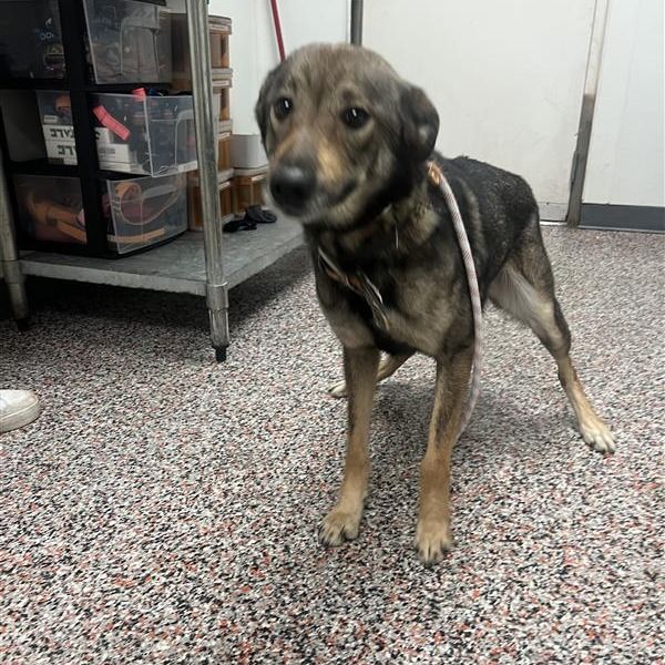 Hello my name is Rosie