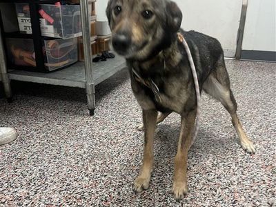 Hello my name is Rosie