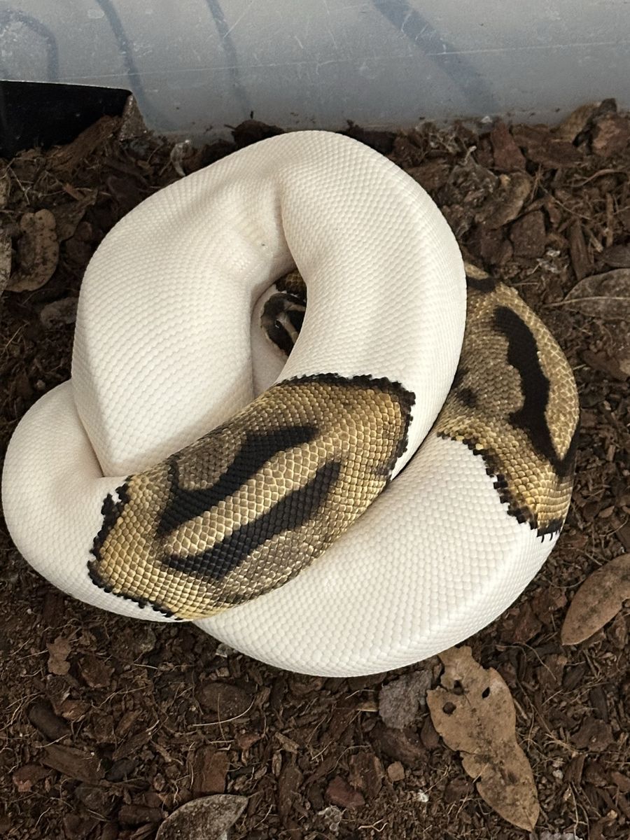 Female Pied Ball Python