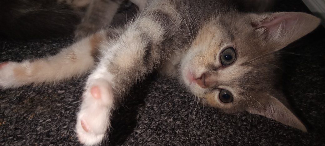 Cute Kittens