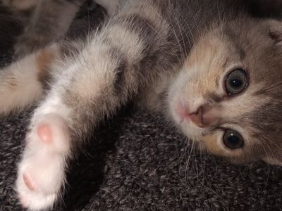 Cute Kittens