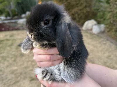 Holland Lop Doe