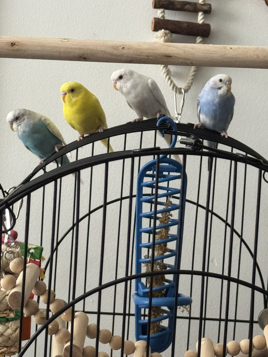 Adorable Parakeets / Budgies - Various Colors, Healthy & Playful Pet Birds