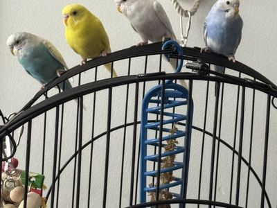 Adorable Parakeets / Budgies - Various Colors, Healthy & Playful Pet Birds