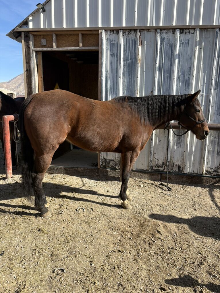 AQHA 11 Yo Barrel Horse