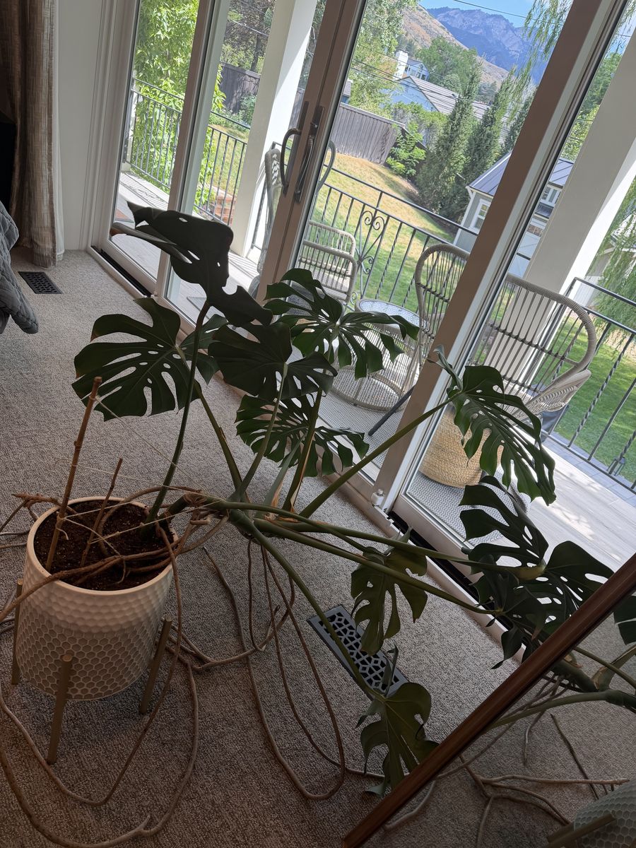 Free - Large Monstera Plant w/ Pot & Stant