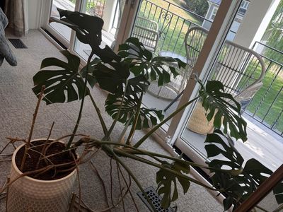 Free - Large Monstera Plant w/ Pot & Stant