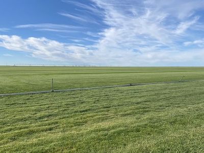 Beautiful Sod for sale