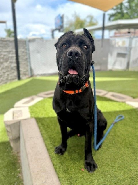 A157642 Sarge, Available for Adoption