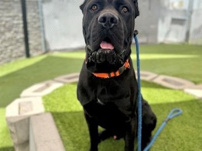 A157642 Sarge, Available for Adoption