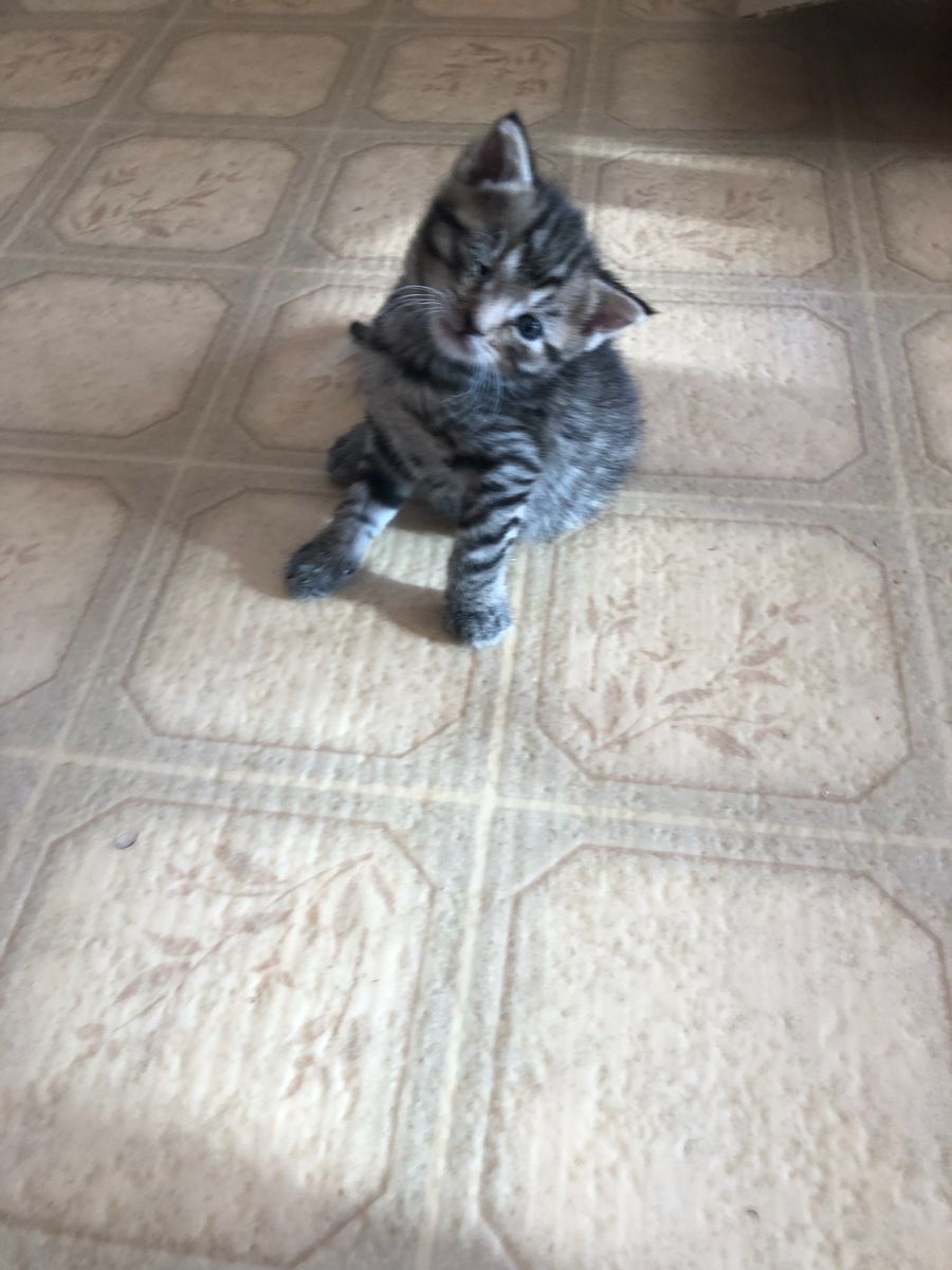 Free playful kittens in Brigham City! House broken!