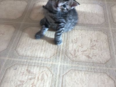 Free playful kittens in Brigham City! House broken!
