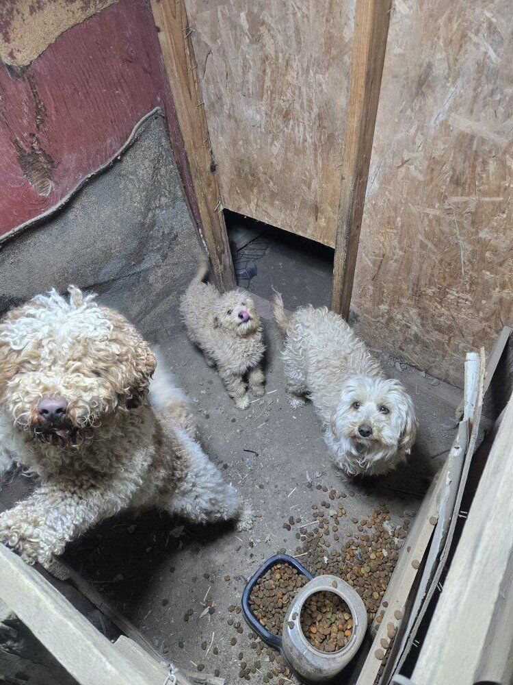 Mini Goldendoodle + Supplies Included ️