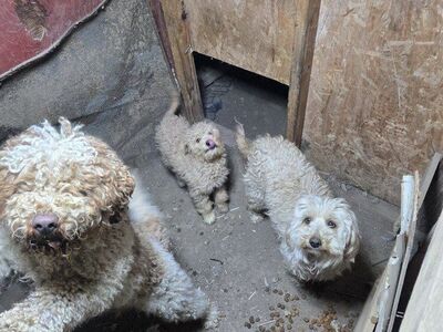 Mini Goldendoodle + Supplies Included ️