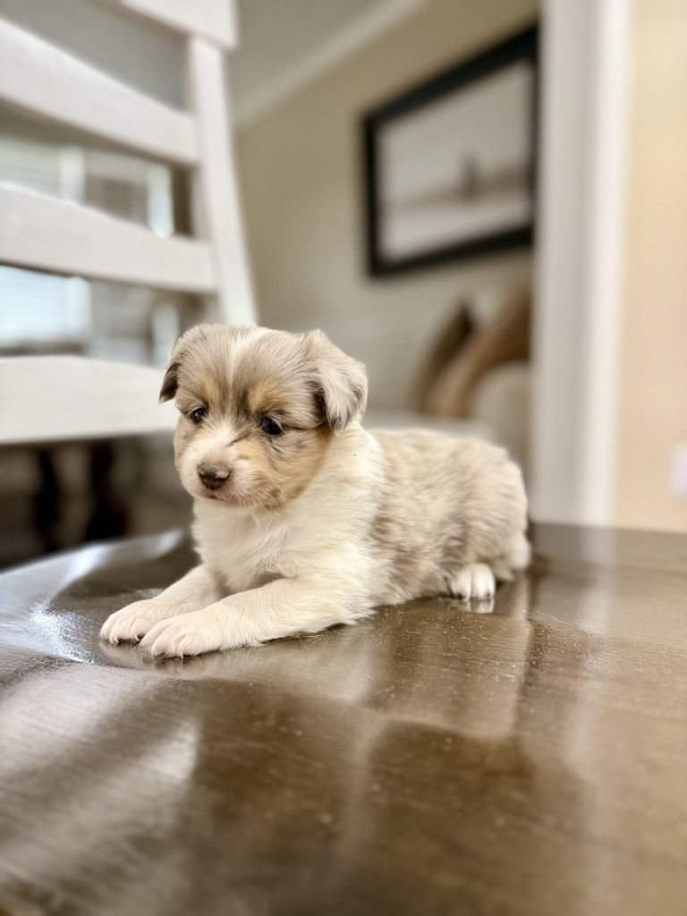 Toy Australian Shepherd Aussie Puppies