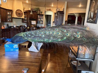 Beautiful Peacock Taxidermy on wall mount