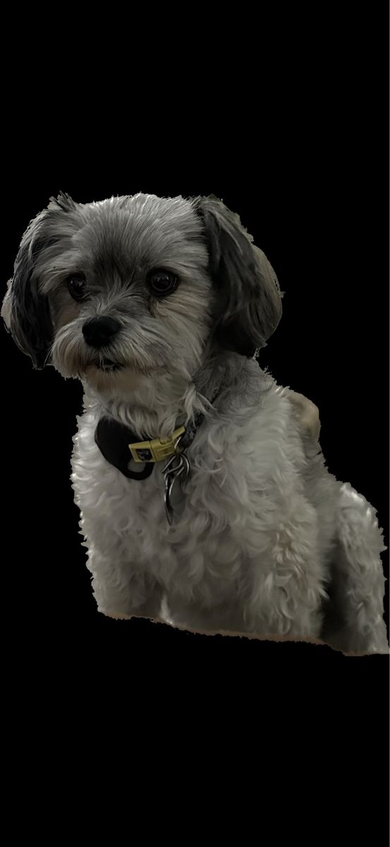 Female Havanese Papillon Mix Dog for Rehoming - Sweet, Fixed, Good with Kids