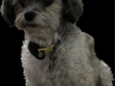 Female Havanese Papillon Mix Dog for Rehoming - Sweet, Fixed, Good with Kids