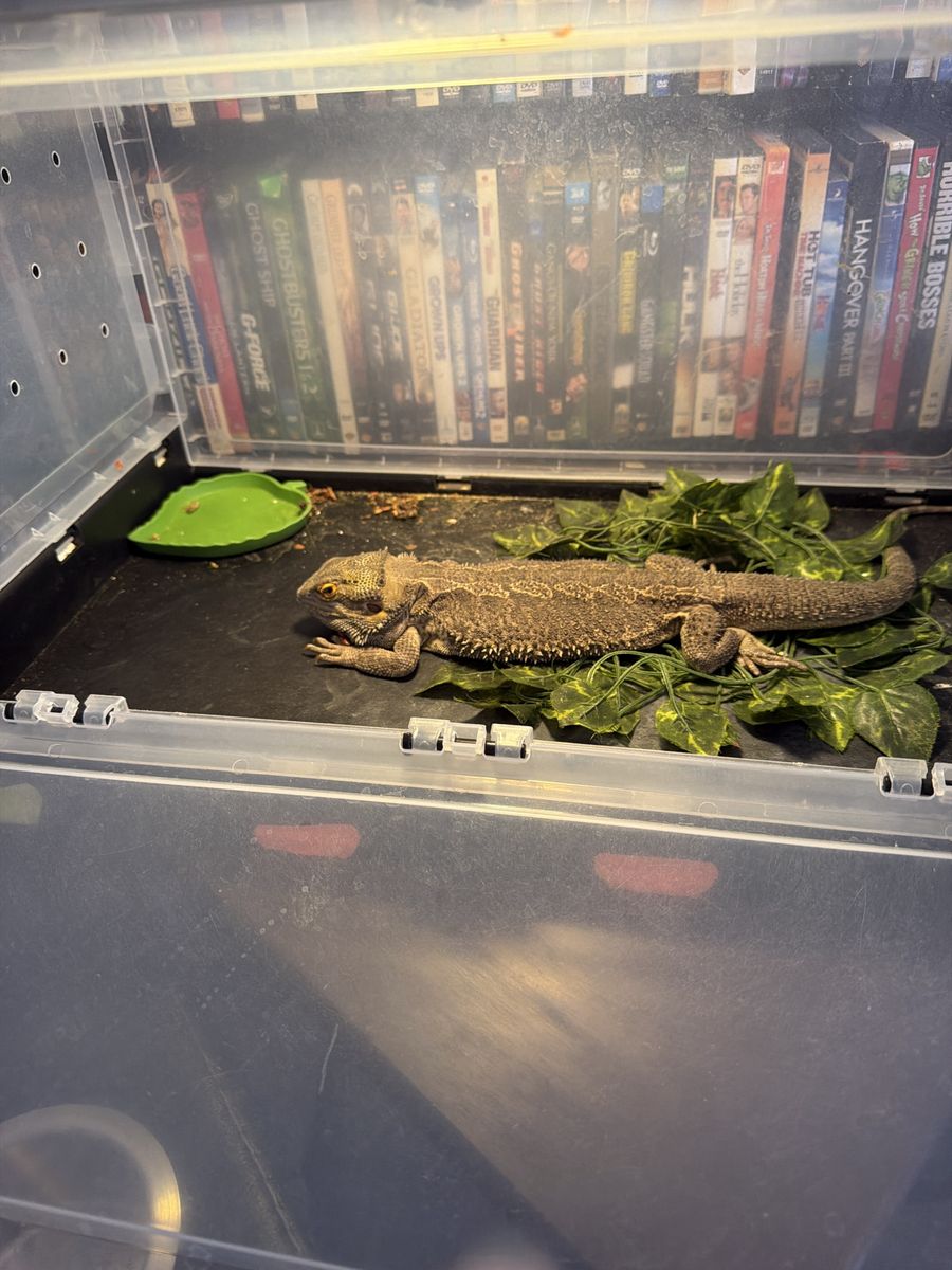 Adult Bearded Dragon
