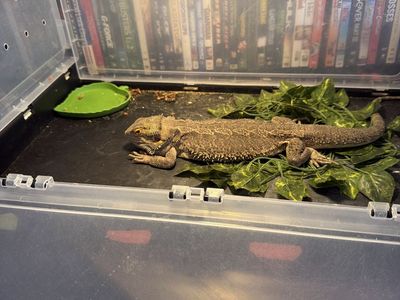 Adult Bearded Dragon
