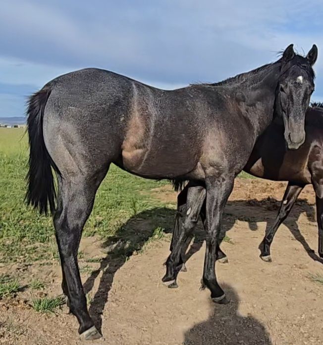 Barrel Horse Prospect, by a 1D son of Dash Ta Fame, and proven WPRA dam!