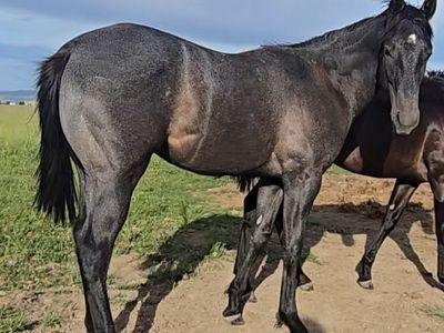 Barrel Horse Prospect, by a 1D son of Dash Ta Fame, and proven WPRA dam!
