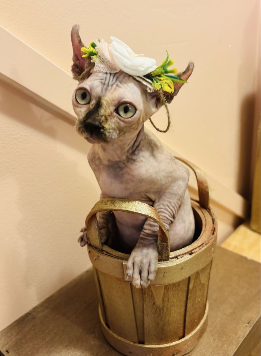 Sphynx kittens