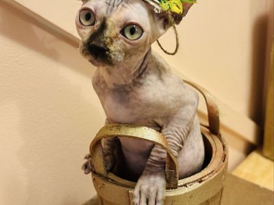 Sphynx kittens