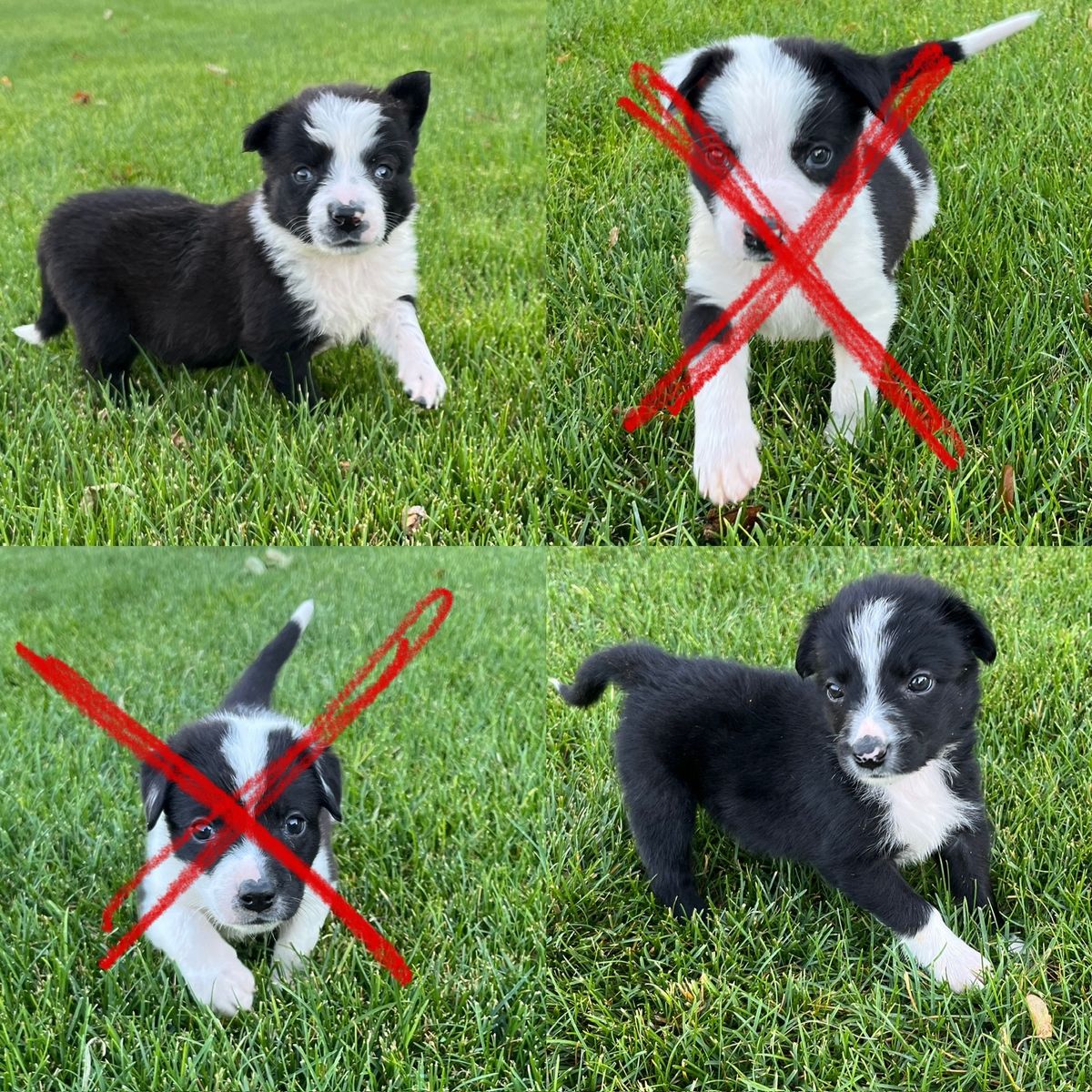 Border collie mix puppies (kelpie/corgi) 8 weeks old, (6/3/26)