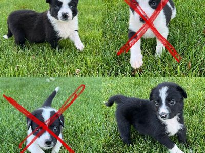 Border collie mix puppies (kelpie/corgi) 8 weeks old, (6/3/26)