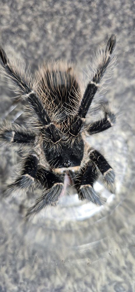 Male Lasiodora Parahybana Tarantula