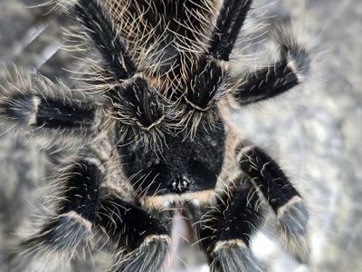 Male Lasiodora Parahybana Tarantula