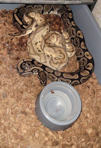 Ball python