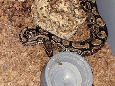 Ball python