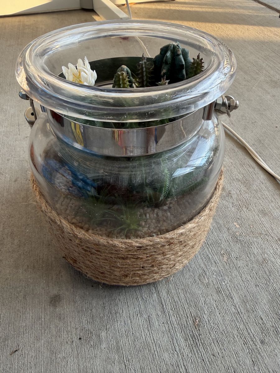 Clear Glass Terrarium with Faux Cacti & Succulents - Jute Rope Base - 6" Tall