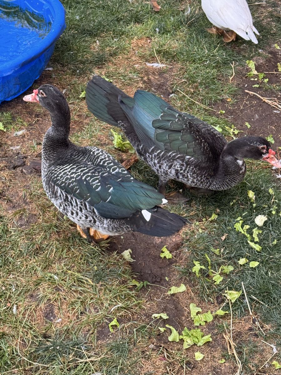Ducks
