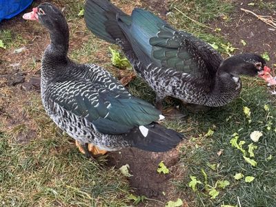 Ducks